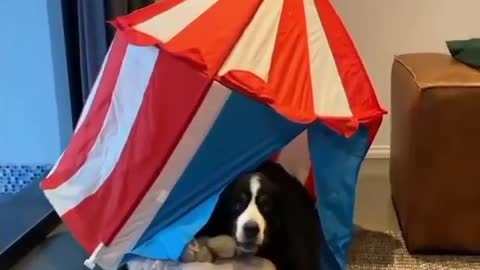 Dog with a circus house