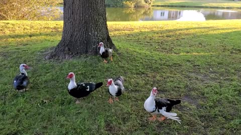 Muscovy Duck Greetings