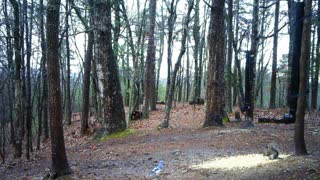 The Woods - 03/01/2021