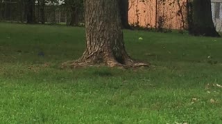 dog jumping try to catch a squirrel