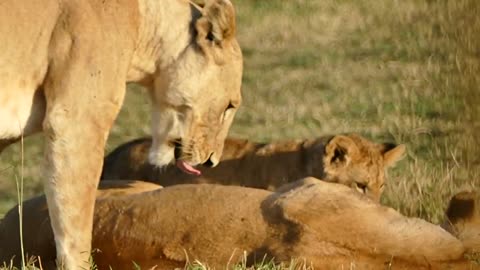 Lion's Family Grooming and Playing in Broad Daylight