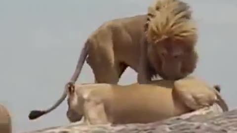 Lion having sex with the queen of forest ❤️❤️