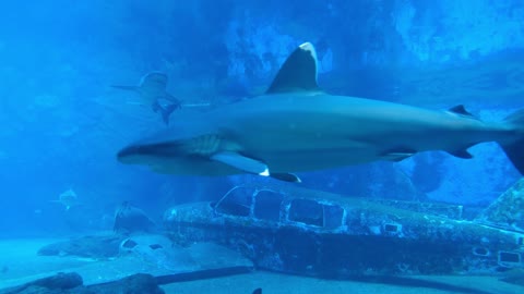 Footage Of The Sharks Inside The Aquarium