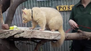 The Yellow Possum Eating Fruit in Wildlife Park