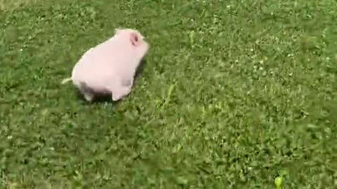 funny video of a scared pig