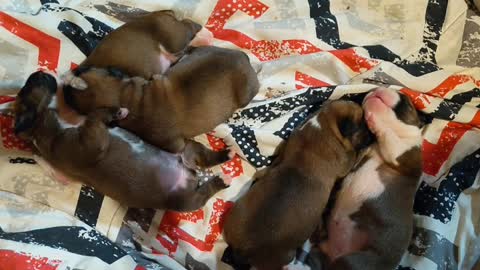 Sleeping Boxer puppies