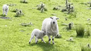 Lamb Sprints Toward Sweet Reunion With Mother