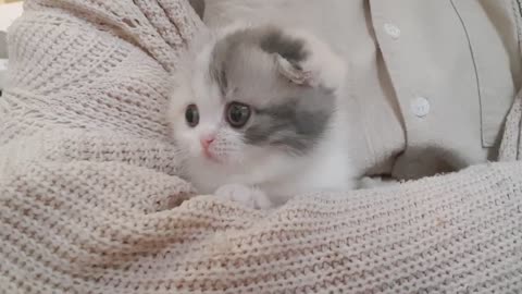 cute kitten videos short leg cat- KimsKennelUS0