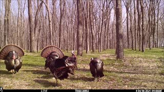 Turkey's gobbling together