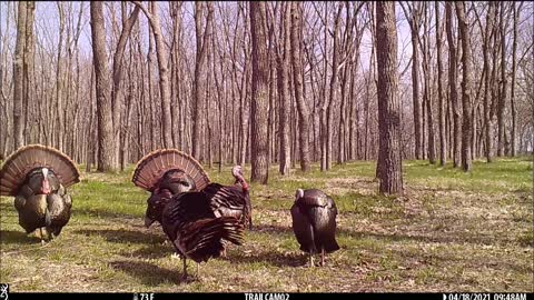 Turkey's gobbling together