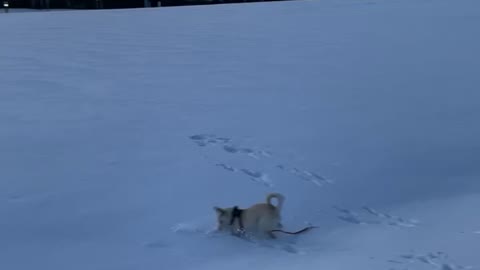 Snow day for Milo