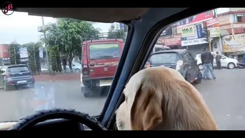Meet the world's first driving dog Tolby of Shillong