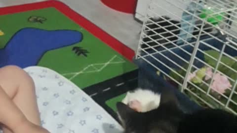 Adorable 3 year old follows cats lead when meeting Guinea pigs