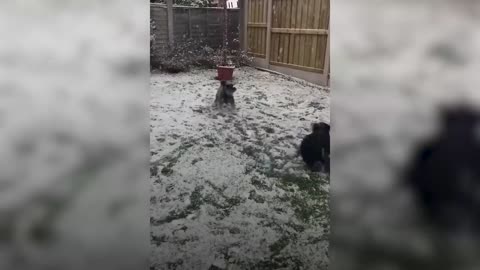 Dogs play in the snow as temperatures drop across the UK