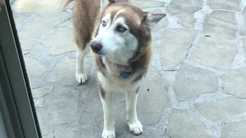 Ecstatic husky beyond excited to see his family again