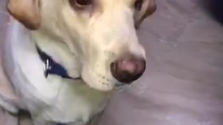 White dog eating food from hand