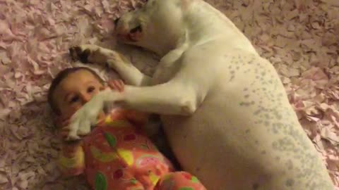 Nanny pit bull preciously watches over baby