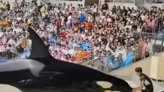 Cute Orca Whale