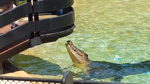 Australian Crocodile being feed