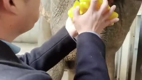 Breeder and elephant eating carambola