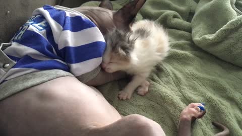 Big Brother Grooms Foster Kittens Who Miss Their Mom