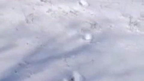 BIGFOOT TRACKS IN THE SNOW