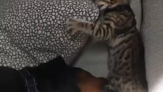 Rottweiler vs Kitten