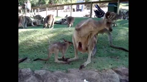 baby kangaroos and joeys playing