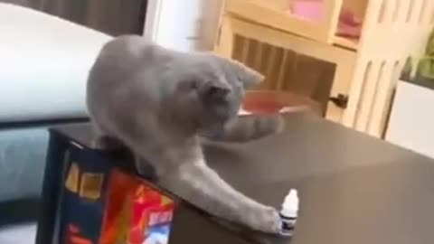 funny and intelligent cat video