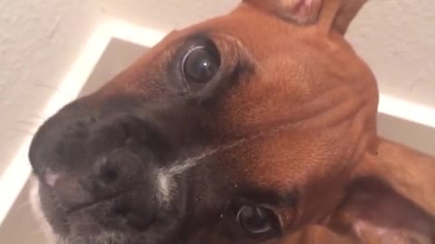 Boxer confused at owner making weird noises