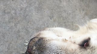 Great Pyrenees Tagged by Porcupine....Again!