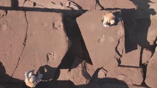 Argie Security Forces Discover 13 Dinosaur Footprints On Routine Patrol In Patagonia