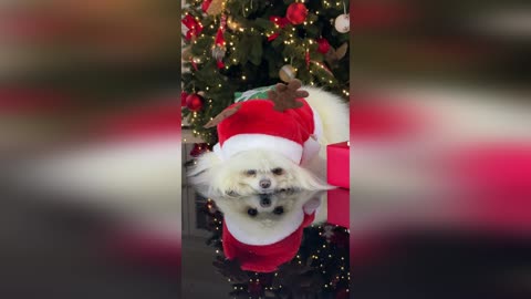 A cute little dog wishes everyone a Merry Christmas and Happy New Year!