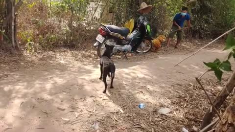 Dog afraid of dead tiger