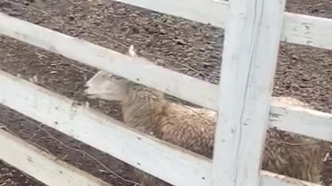 Very funny sheep