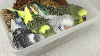 Cute Baby Budgies