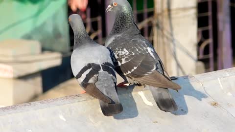 Pigeon Couple In Love, Romantic Bird Kiss Full HD Video