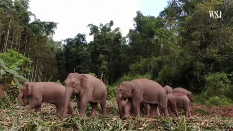 Wild Elephants Herd in China Causes $1 Million in Damage