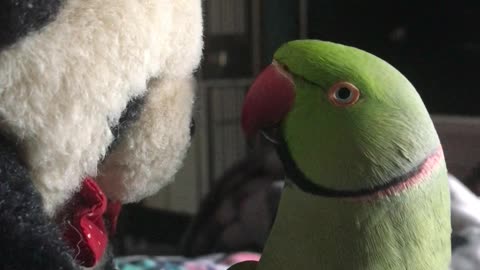 Thunder the Parakeet Playing Peekaboo