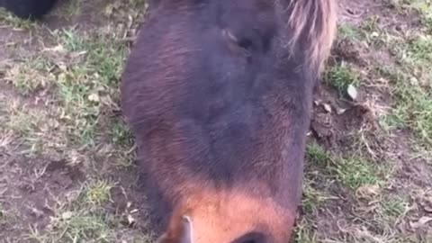 Super Cute Horse Talks In Her Sleep