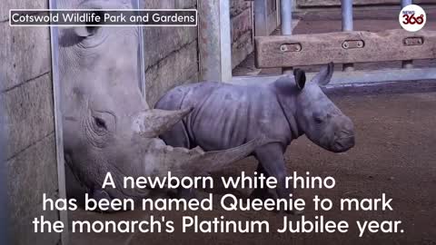 Newborn white rhino named Queenie to mark monarch’s Platinum Jubilee