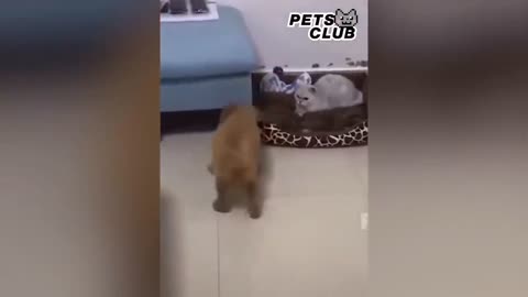 Pets Club Video