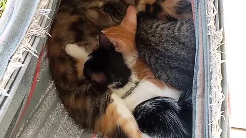 Cat feeding kitten in hammock