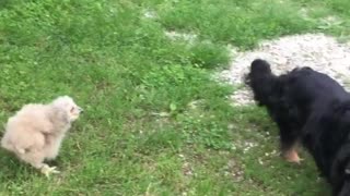 Owl thinks the dog is his mother