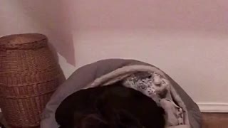 Brown dog playing in dog bed covering itself in sheet