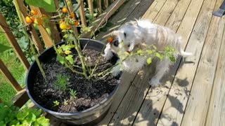 Jazzy, the tomato thief.