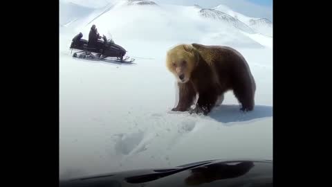 Snowmobile riders have goosey encountered with bear