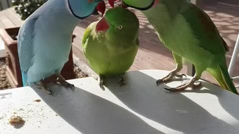 Parrot Love