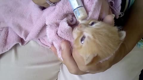 Cute kitten being milk-fed