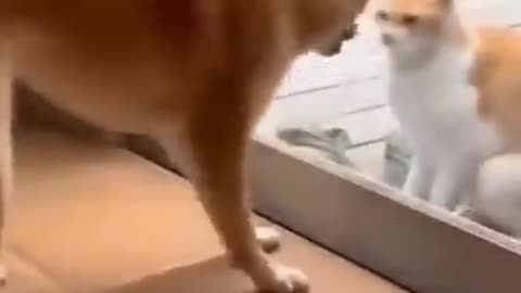 Cats and Dogs funny moment funny video